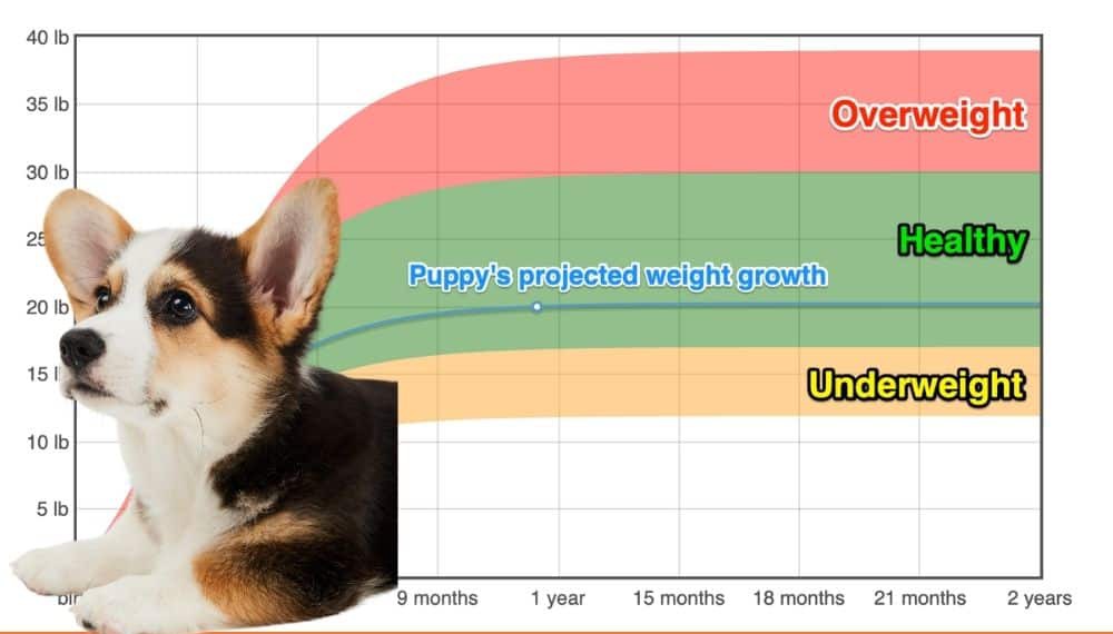 cardigan-welsh-corgi-weight-growth-chart-2024-how-heavy-will-my